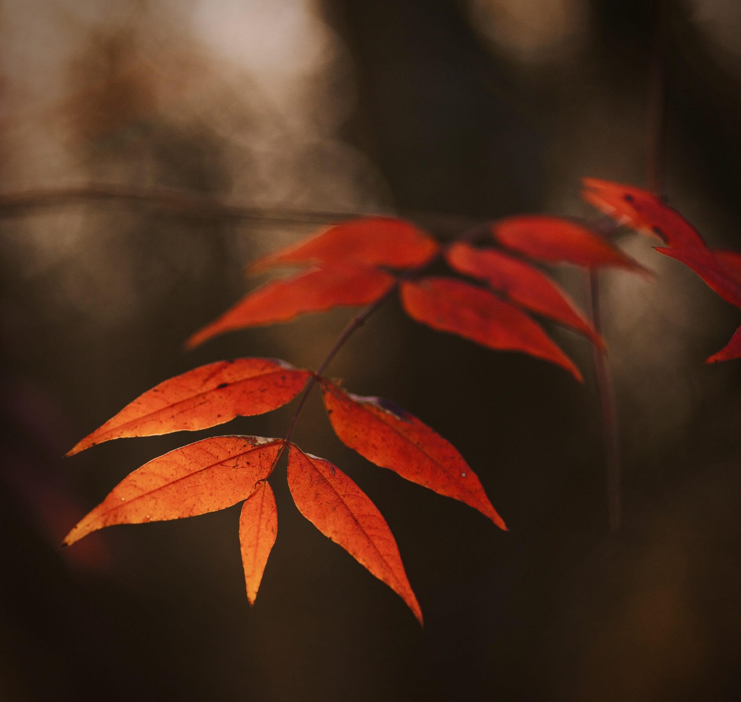 Photo of red leaves on a tree