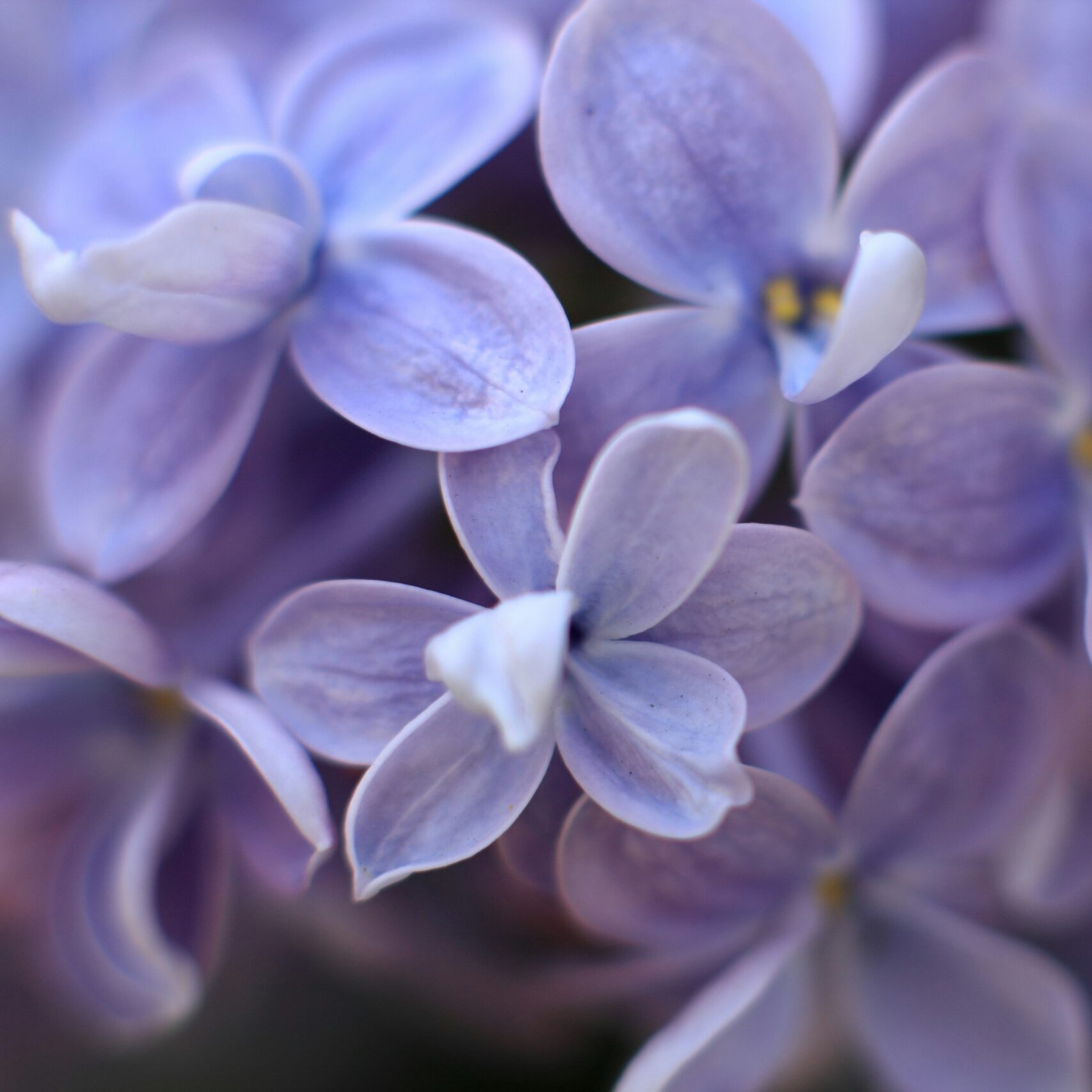 Lilacs, the symbol of Dorian’s innocence this book is banned-the picture of dorian gray-lilacs the symbol of dorian's innocence