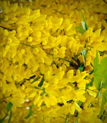 Screenshot this book is banned-the picture of dorian gray-laburnum, Lord Henry's poisonous nature