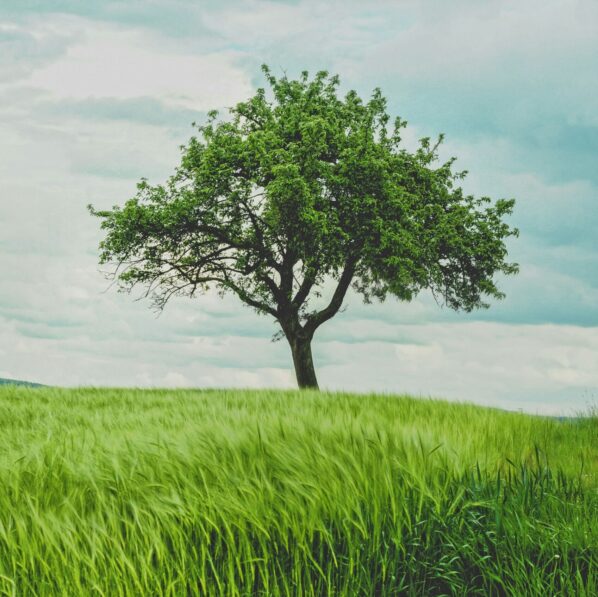 Fahrenheit tree by the river