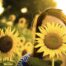 young woman in a field of sunflowers -