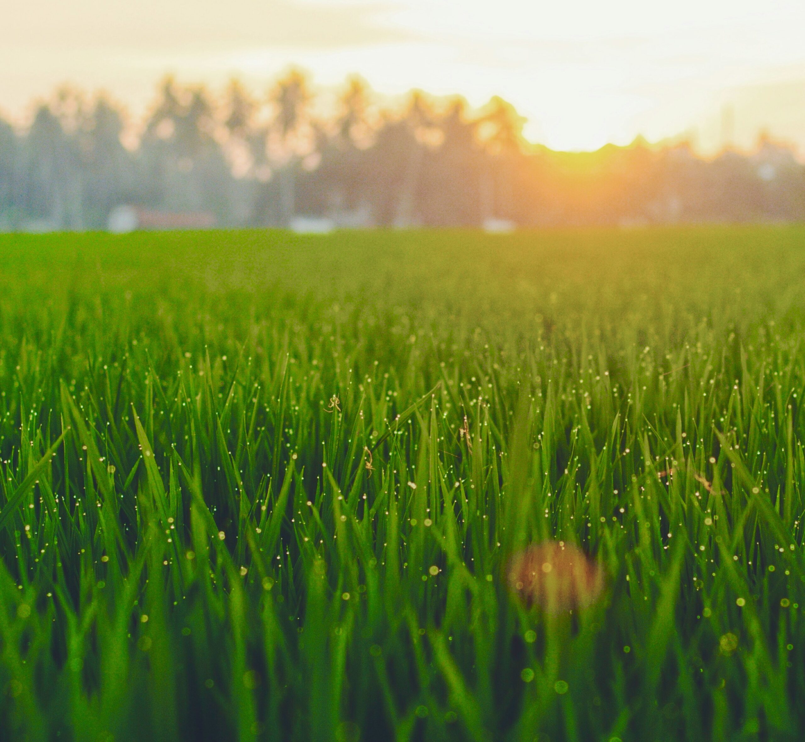 Leaves of Grass