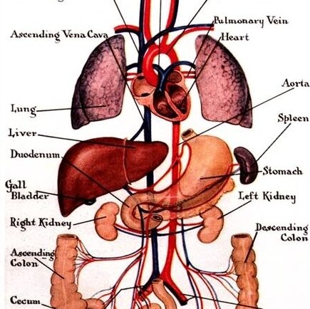 organic solidarity the age of innocence