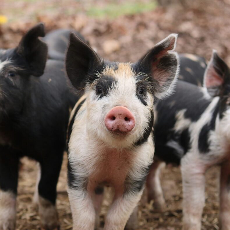 when pigs fly